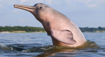 Zubatoy whales: характеристики, представители на подводницата
